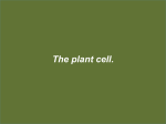 The plant cell. - Napa Valley College