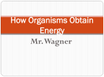 How Organisms Obtain Energy