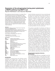 Expansion of the phragmoplast during plant cytokinesis: a MAPK