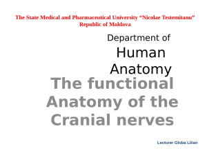 The functional Anatomy of the Cranial nerves