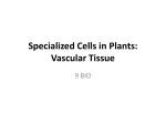 Specialized Cells in Plants: Vascular Tissue