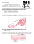 Muscular System