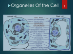 Cell Organelles PP File