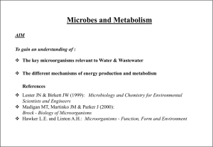 Eukaryotic heterotrophs