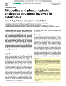 Midbodies and phragmoplasts: analogous structures