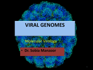 mv-lect-3-virus-genomes
