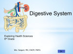 Learn the Parts of the Human Digestive System