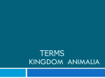 KINGDOM ANIMALIA