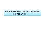 Derivatives of the ectodermal germ layer