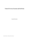 Brain and Nervous System Overview