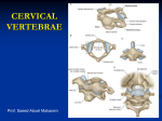 4-cervical spines