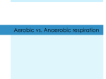 Aerobic vs. Anaerobic respiration