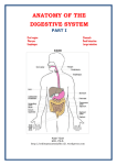 dıgestıve System - yeditepe anatomy fhs 121
