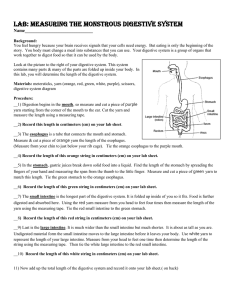 Digestive System Gizmo Answers Activity B + mvphip Answer Key