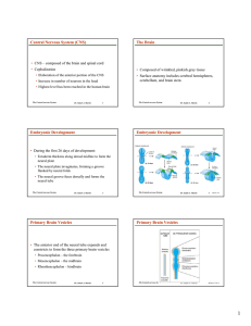 Central Nervous System (CNS) The Brain Embryonic Development