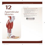 12. Appendicular Muscles