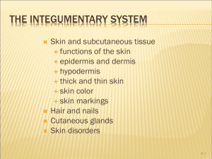 Chapter 7 The Integumentary System