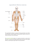 Appendicular Skeleton Anatomy