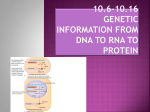 10.6-10.16 Genetic Information from DNA to RNA to Protein