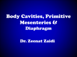 Body Cavities, Primitive mesenteries and Diaphragm