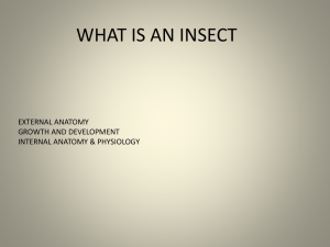 WHAT IS AN INSECT - Delaware Science Olympiad