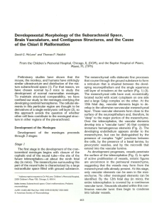 Developmental Morphology of the Subarachnoid Space, Brain