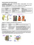 REVIEW VERTEBRAE, SPINAL NERVES, REFLEXES 1