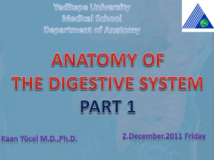 Oral Cavity (Mouth) - Yeditepe University Pharma Anatomy