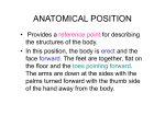 ANATOMICAL POSITION