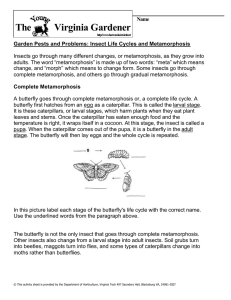 Insect Life Cycles - Virginia Tech Horticulture