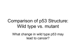Comparison of p53 Structure: Wild type vs. mutant