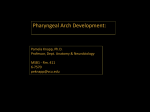 Development of the Pharynx - eCurriculum