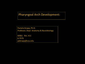 Development of the Pharynx - eCurriculum