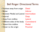 Anatomical Planes