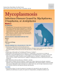 Mycoplasmosis