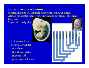Phylum Chordata - Chordates Internal skeleton with muscle