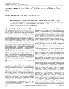 Normalization in human somatosensory cortex