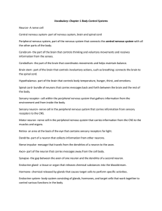 Vocabulary: Chapter 1 Body Control Systems Neuron