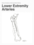 Lower Extremity Arteries