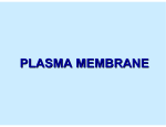 plasma membrane - Citrus College