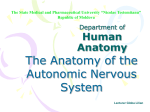 Autonomic nervous system