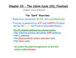 Chapter 23 – The Calvin Cycle (CO Fixation)