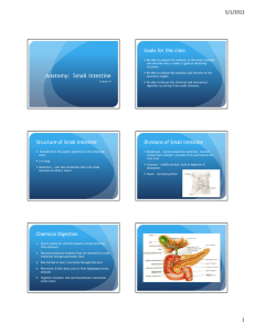Anatomy: Small intestine