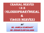 L8-Glossopharygeal and Vagus Nerves)