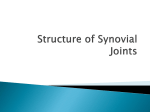 Structure of Synovial Joints - West-MEC