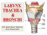 Larynx - KSUMSC