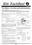 The kidney: excretion and osmoregulation