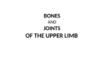 of the upper limb