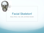 Facial Skeleton!