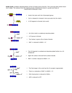 Krebs Cycle